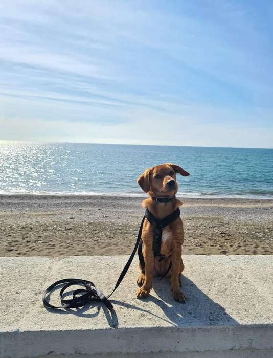 Elli am Strand