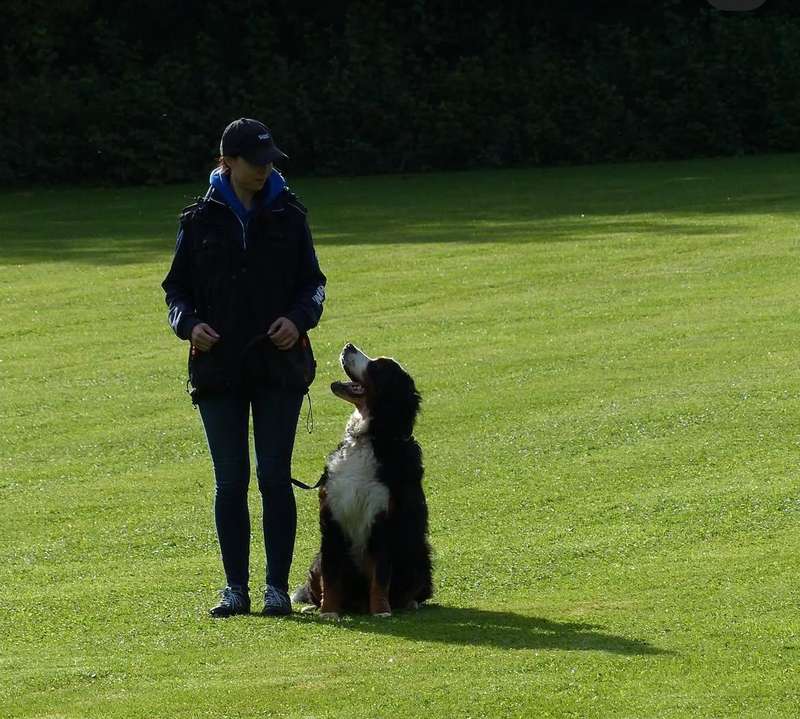 Hundetraining