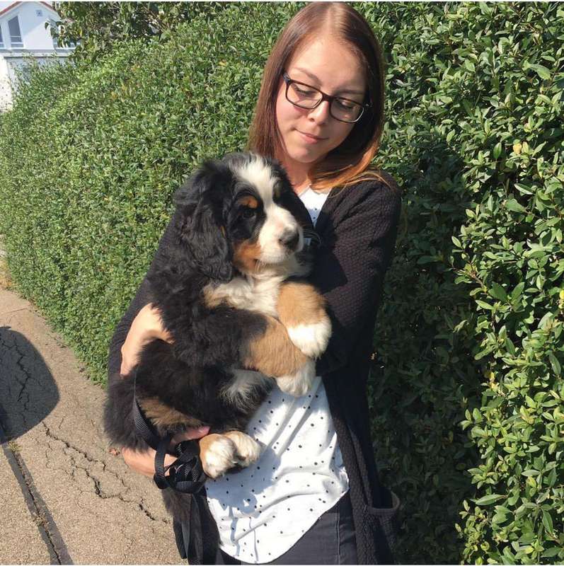 Berner Sennenhund Welpe